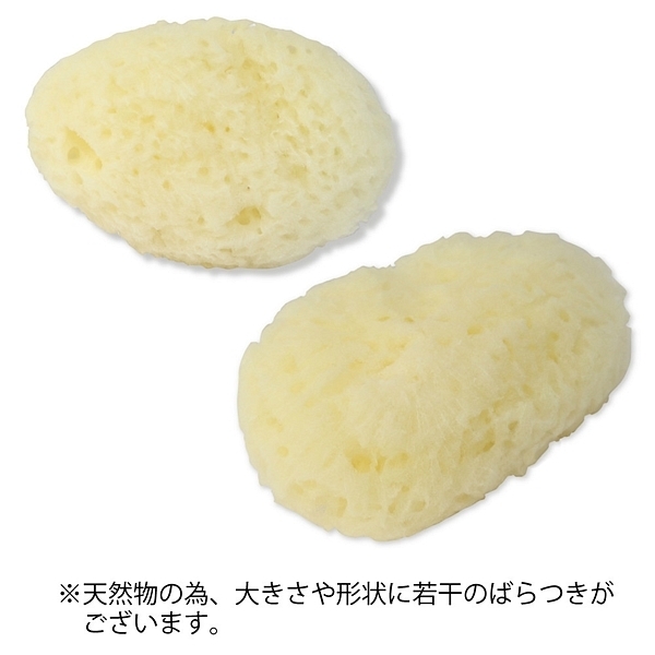 天然海綿 約5cm (100個入り)